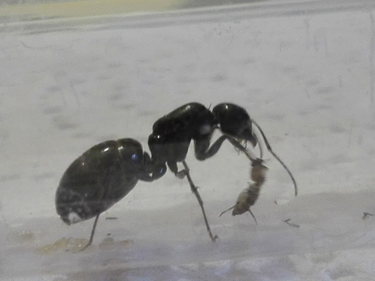 Camponotus Foreli?
