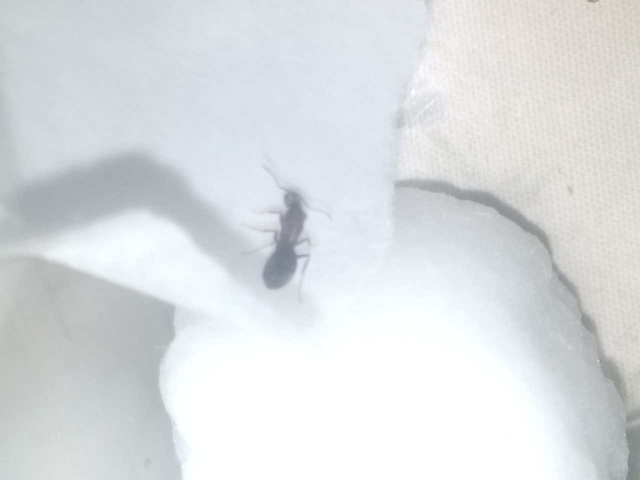 Que es esta hormiga???? 2