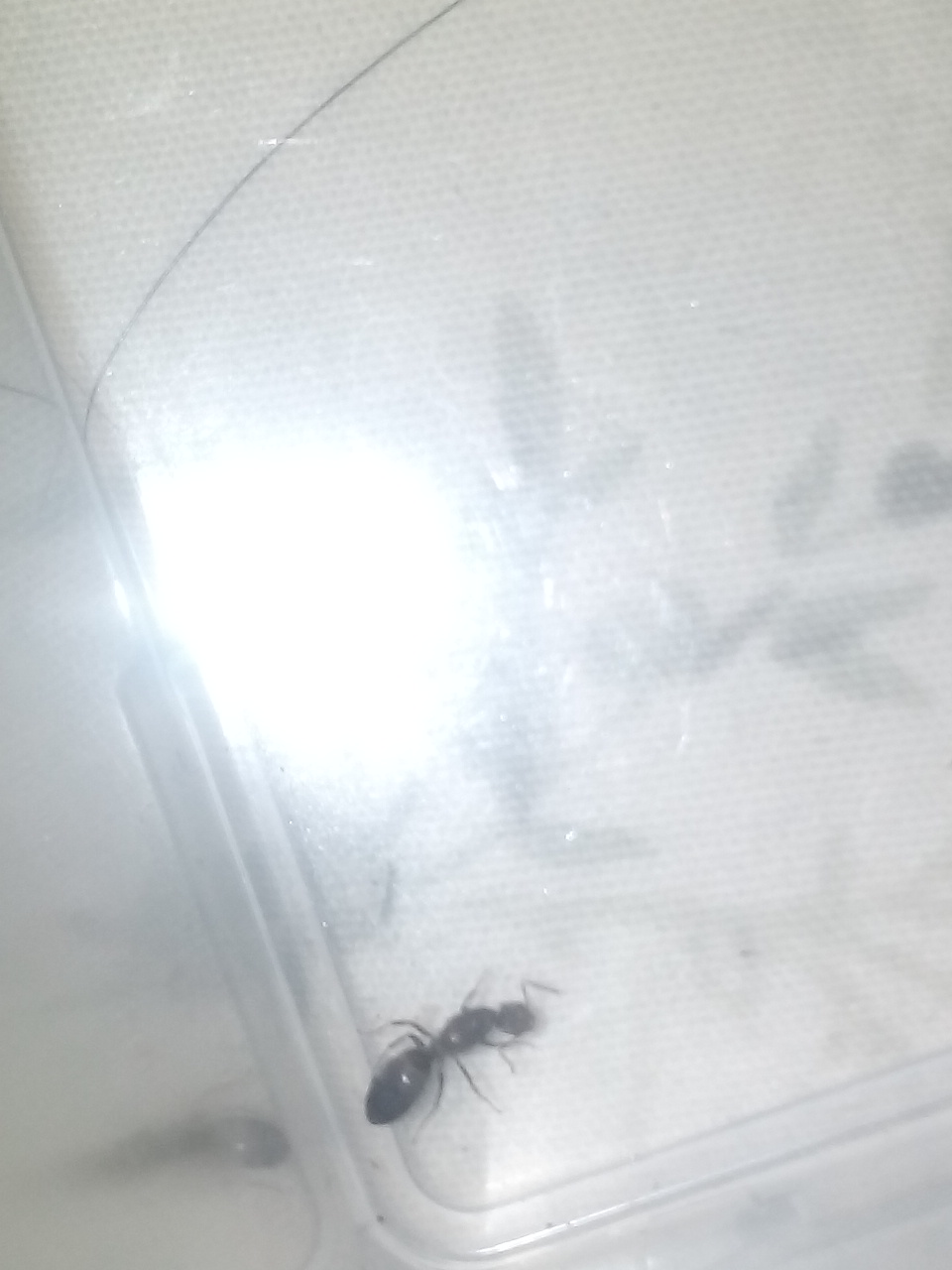 Que es esta hormiga????