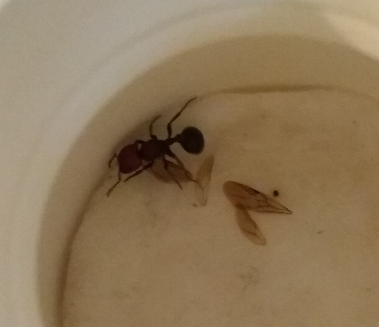 Ayuda a identificar 1