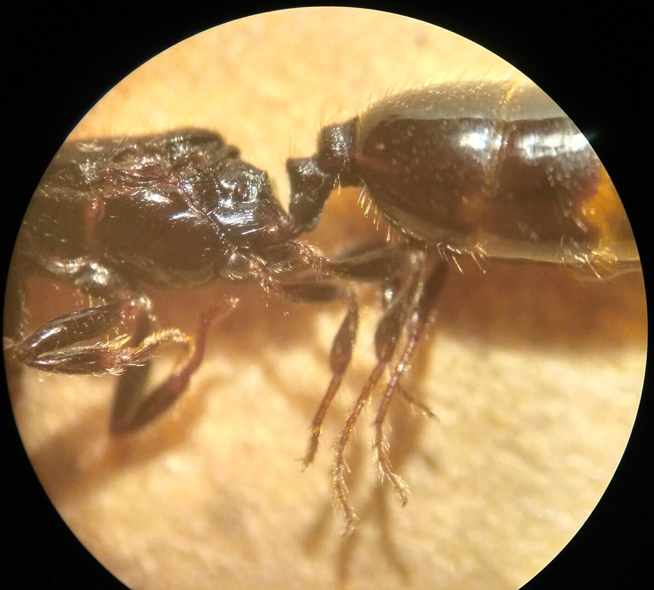 Posible solenopsis 3