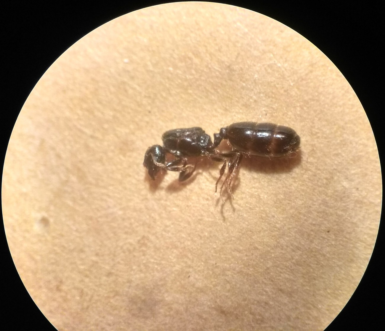 Posible solenopsis