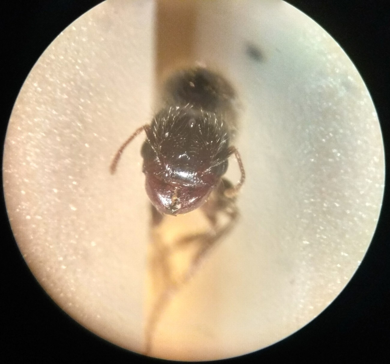 Posible solenopsis 4