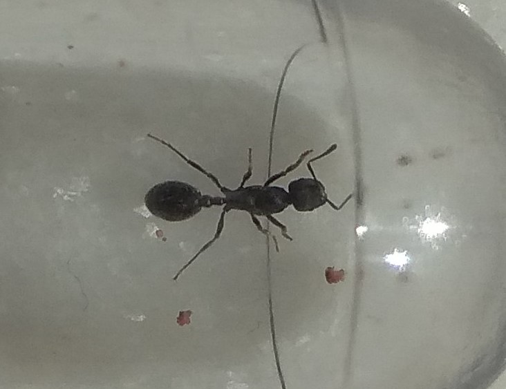 Hormiga sin identificar