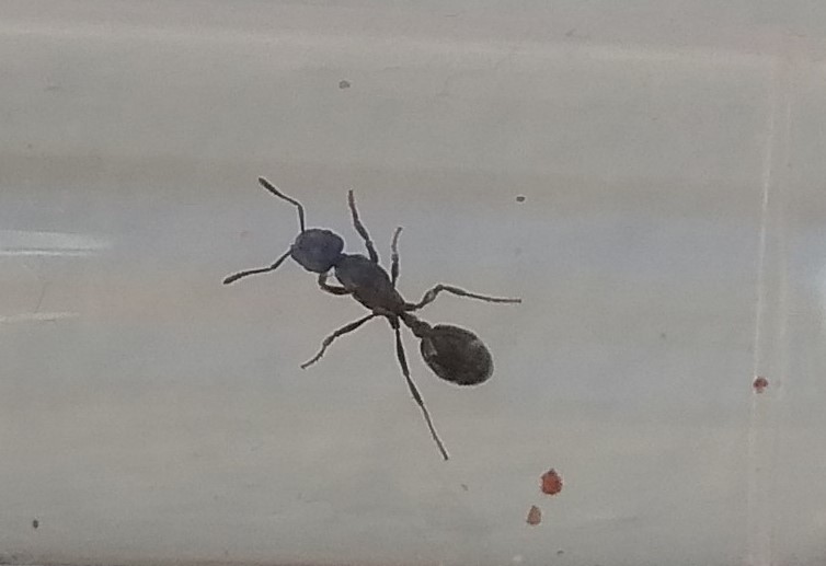 Hormiga sin identificar
