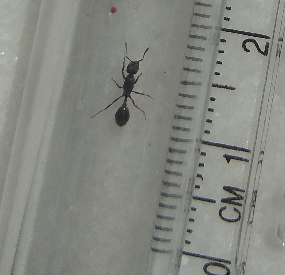 Hormiga sin identificar