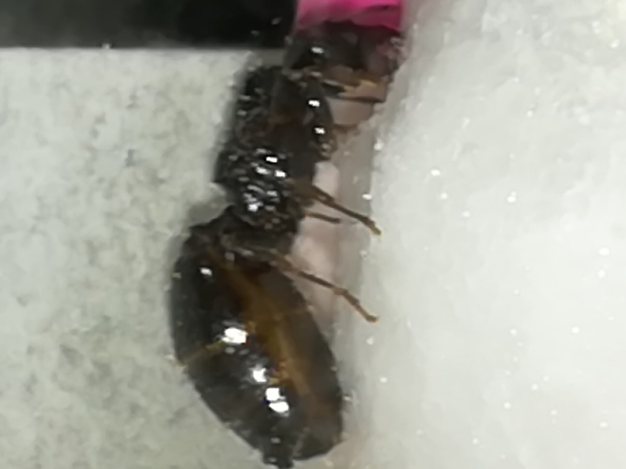 reina sin identificar1