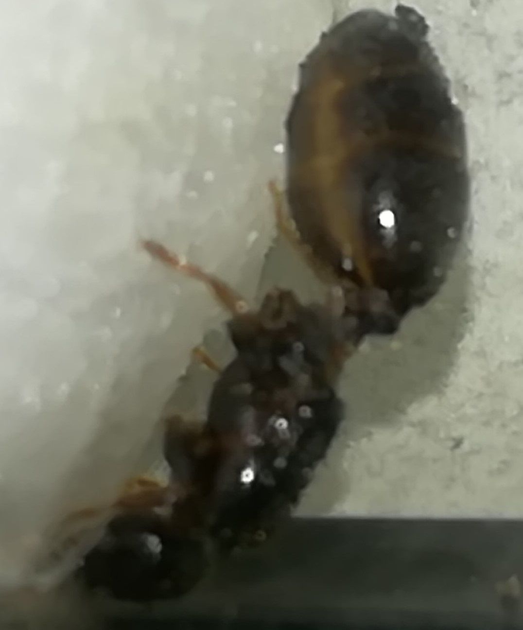 reina sin identificar2