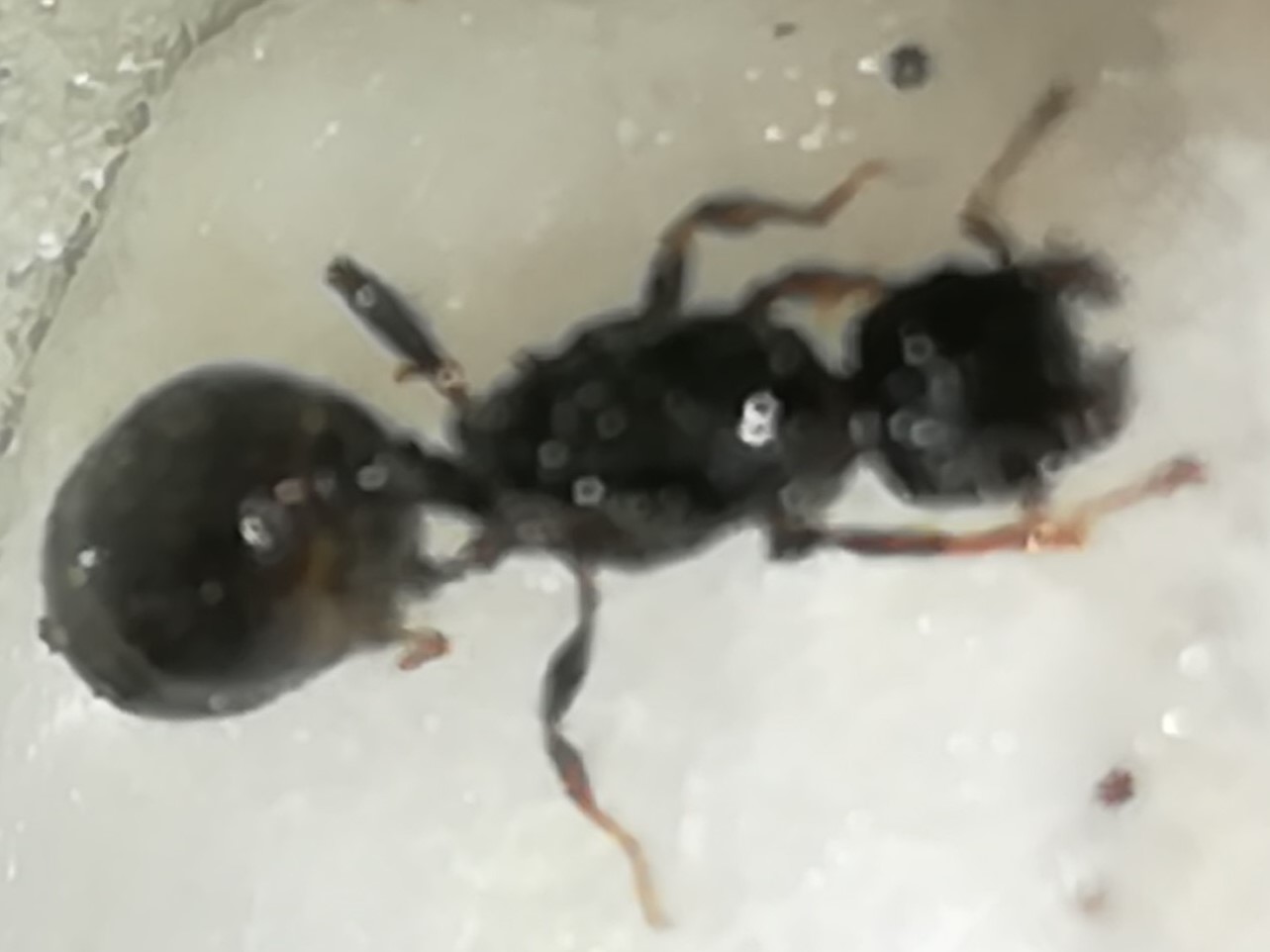 reina sin identificar3