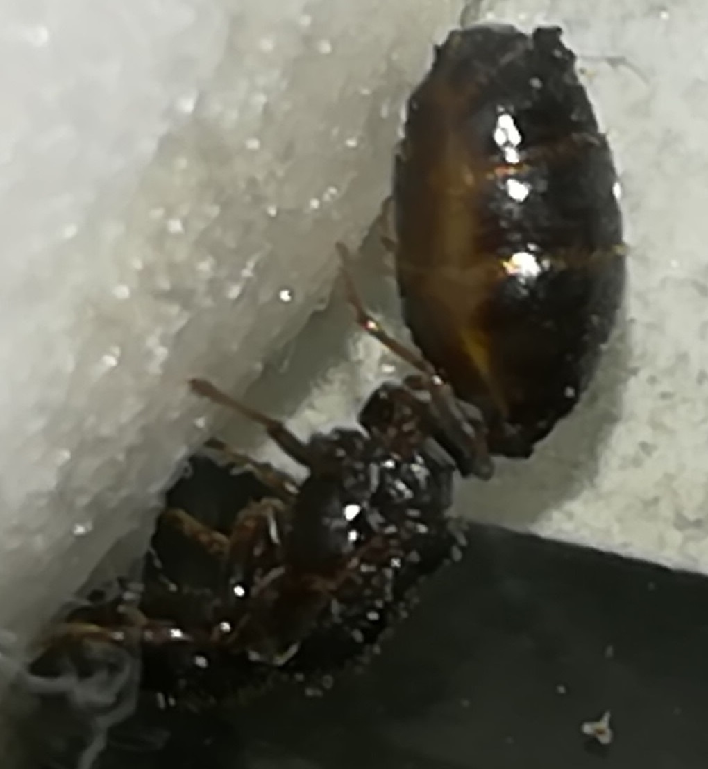 reina sin identificar4
