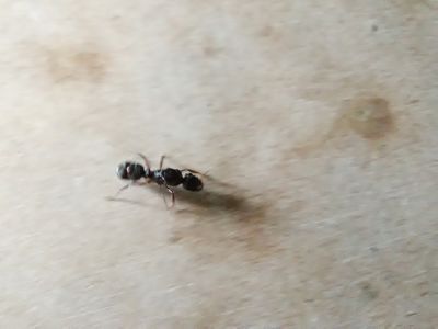 desconcid4