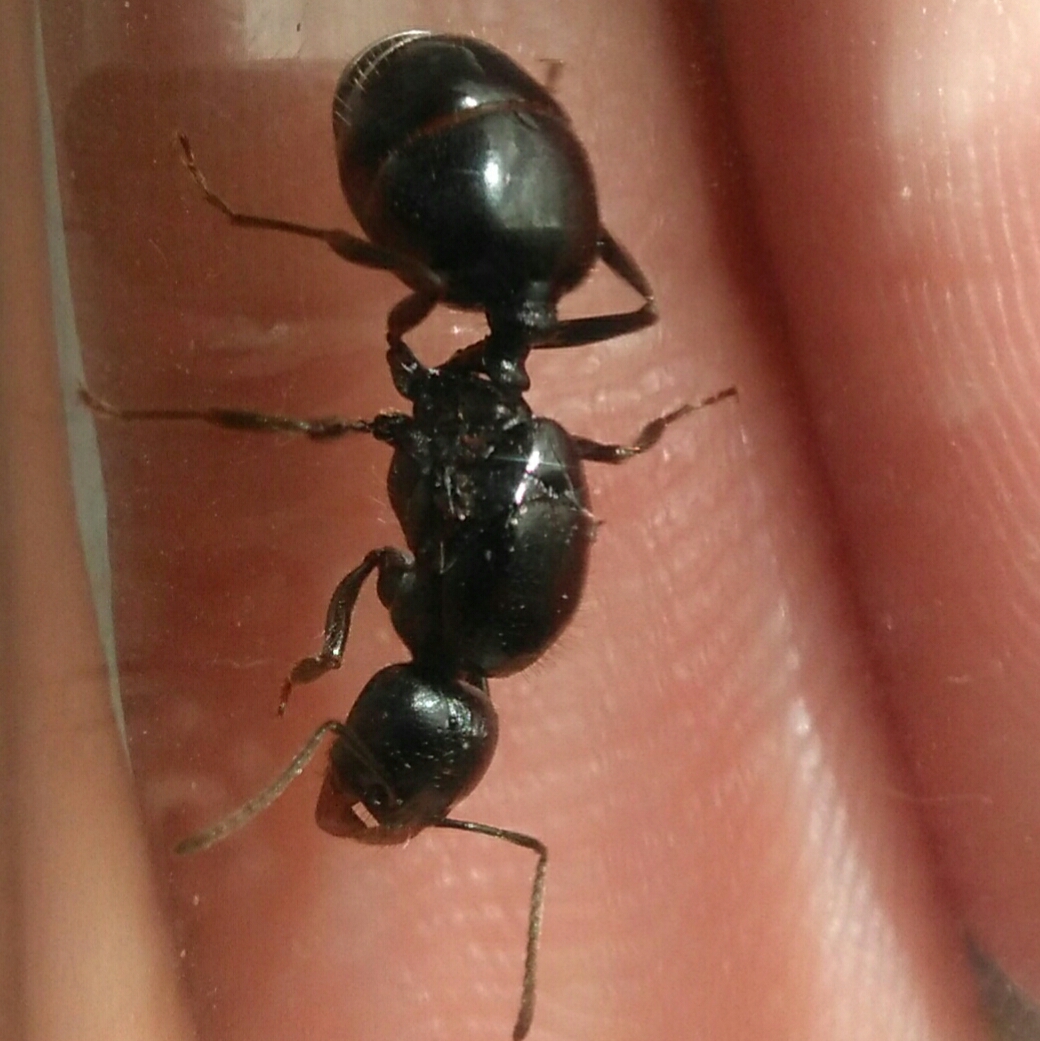 Desconocido
