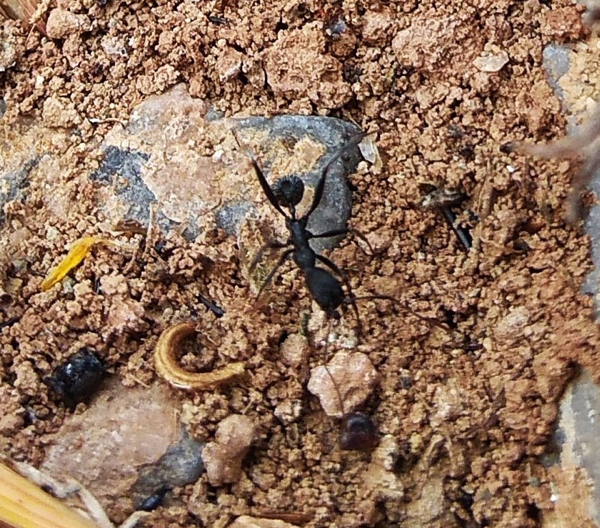 Posible Camponotus