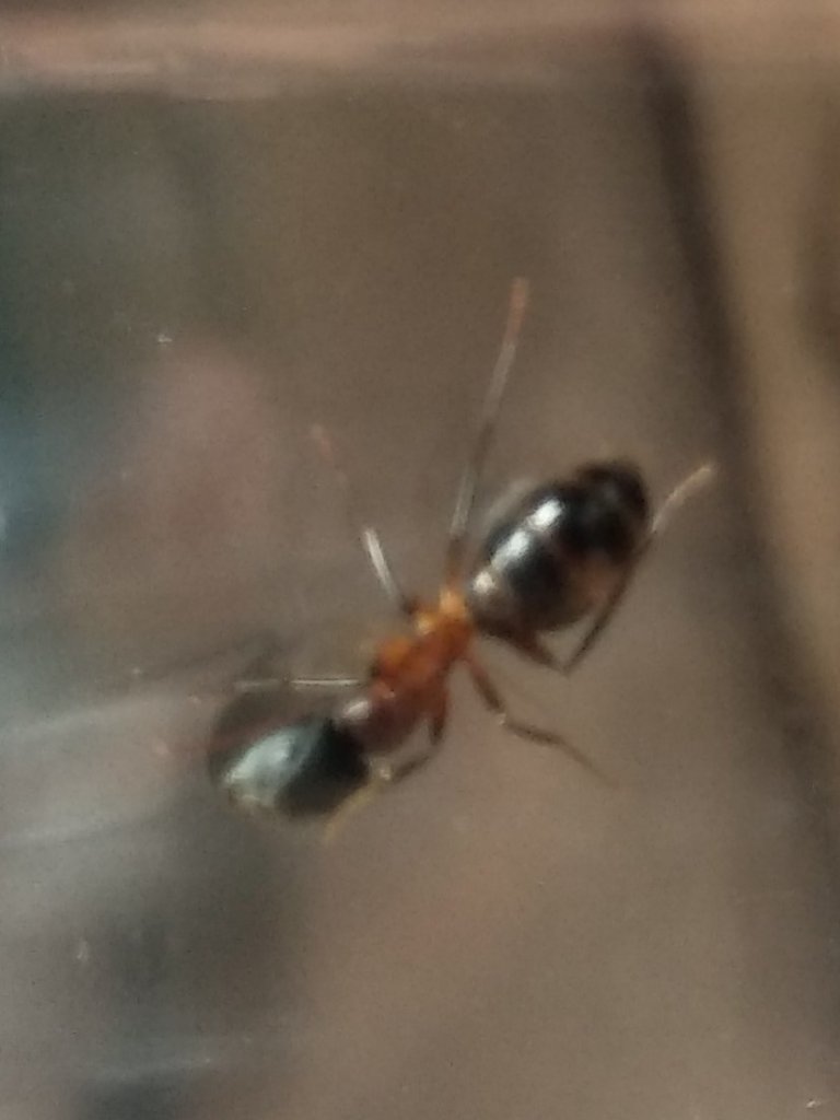 Identificar hormiga