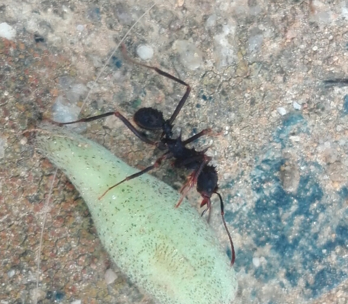 Identificar esta especie de hormiga