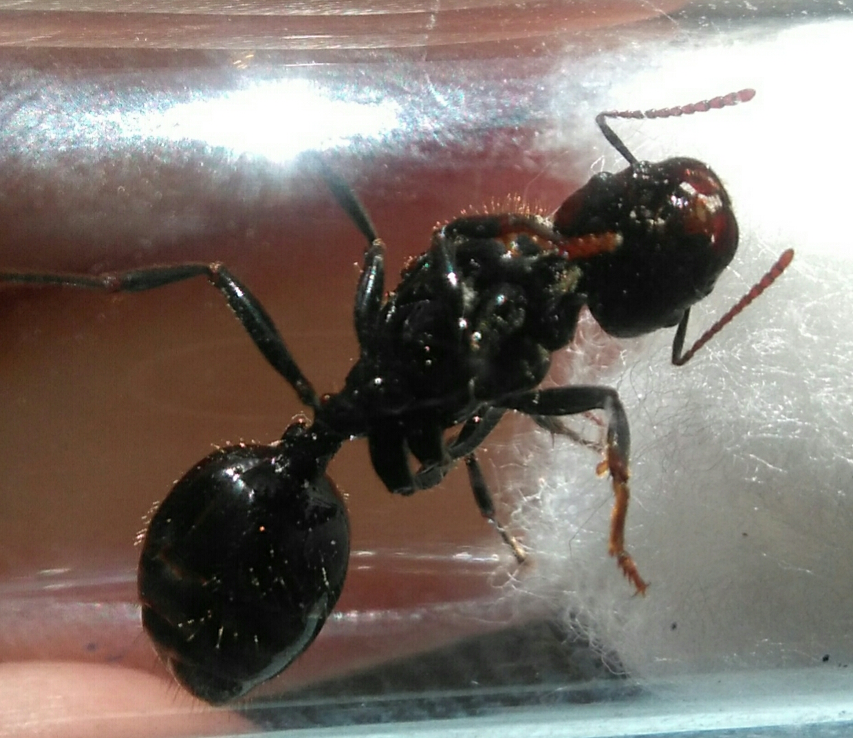 reina2