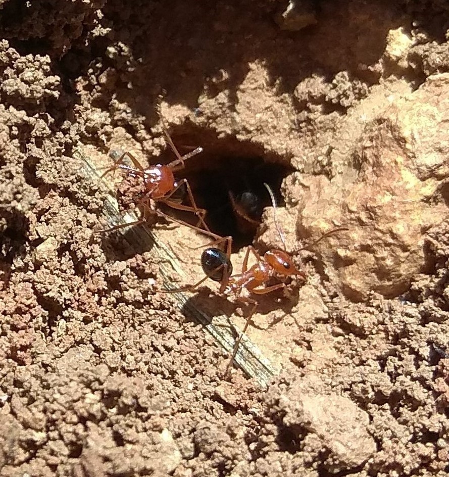 Ayuda a identificar