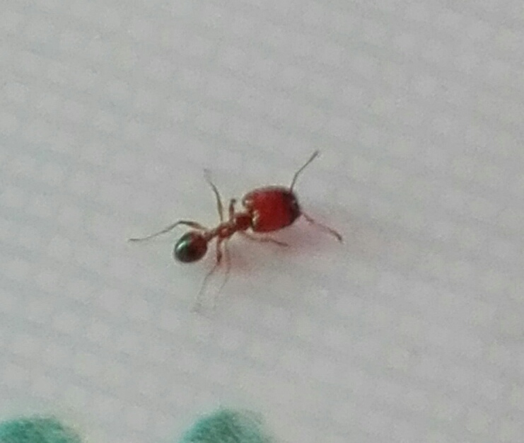 Hormiga