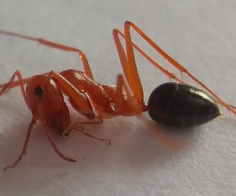 Cataglyphis sp