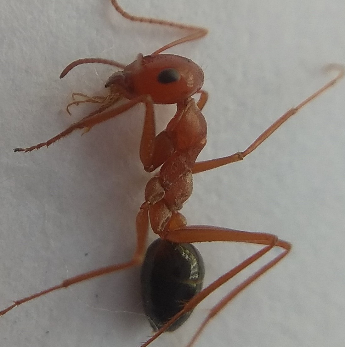 Cataglyphis sp