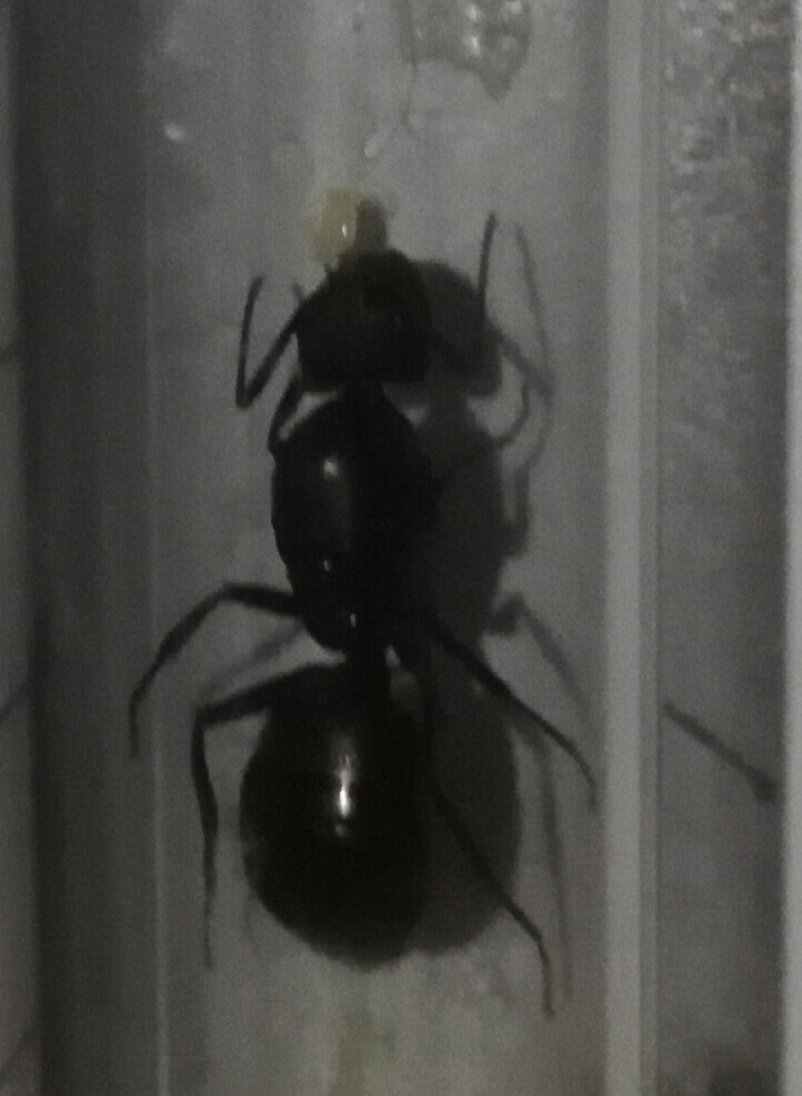 Identificar
