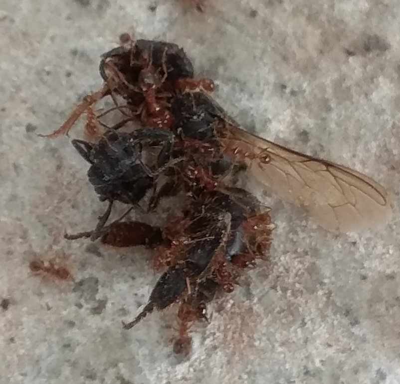 Posible Pheidole Pallidula