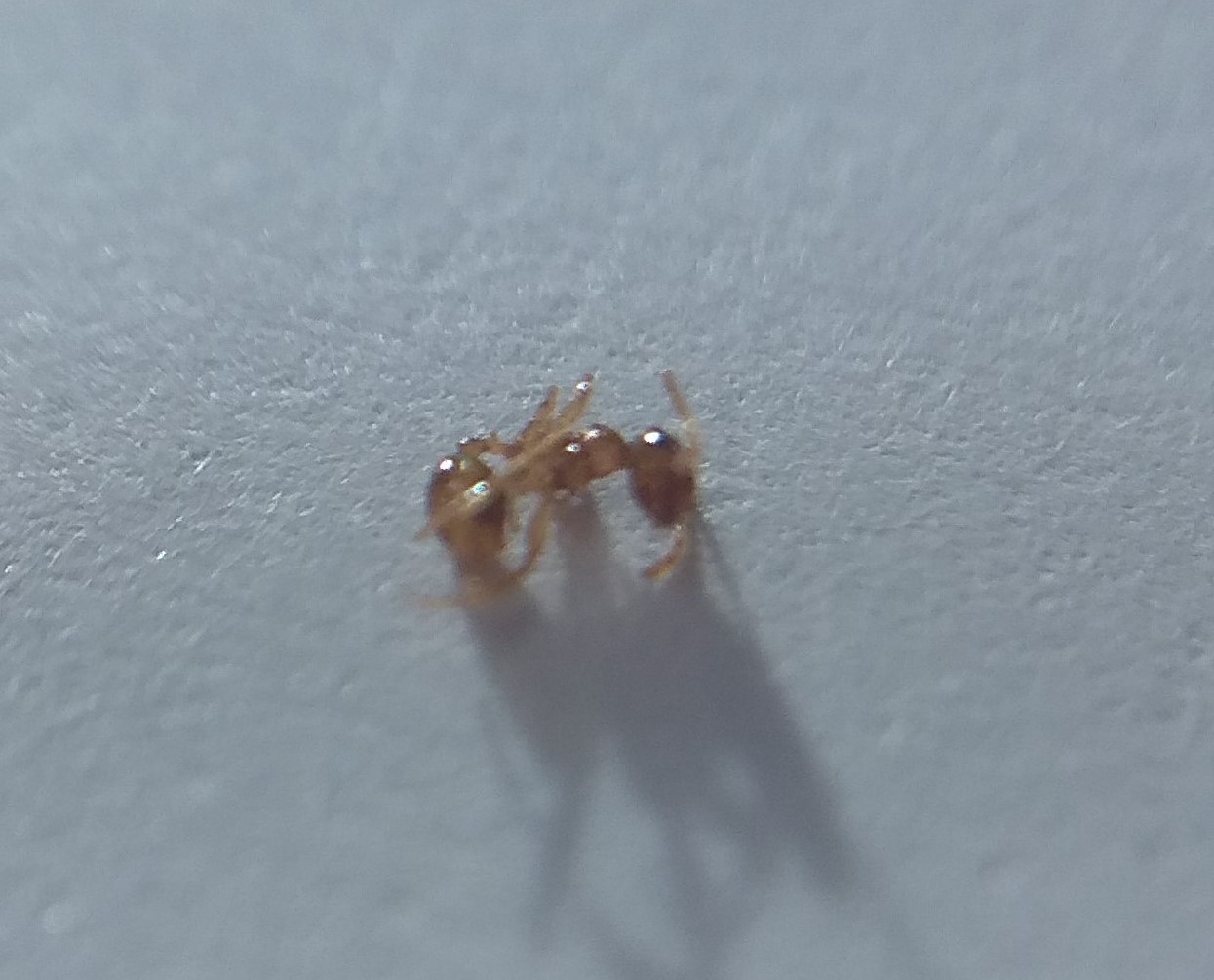 Ayuda a identificar