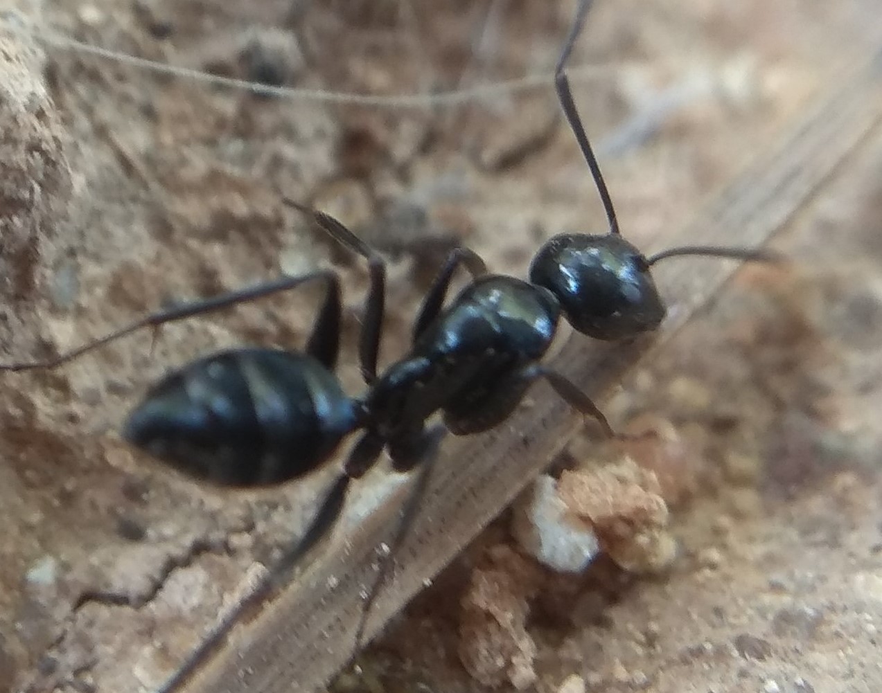 Ayuda a identificar