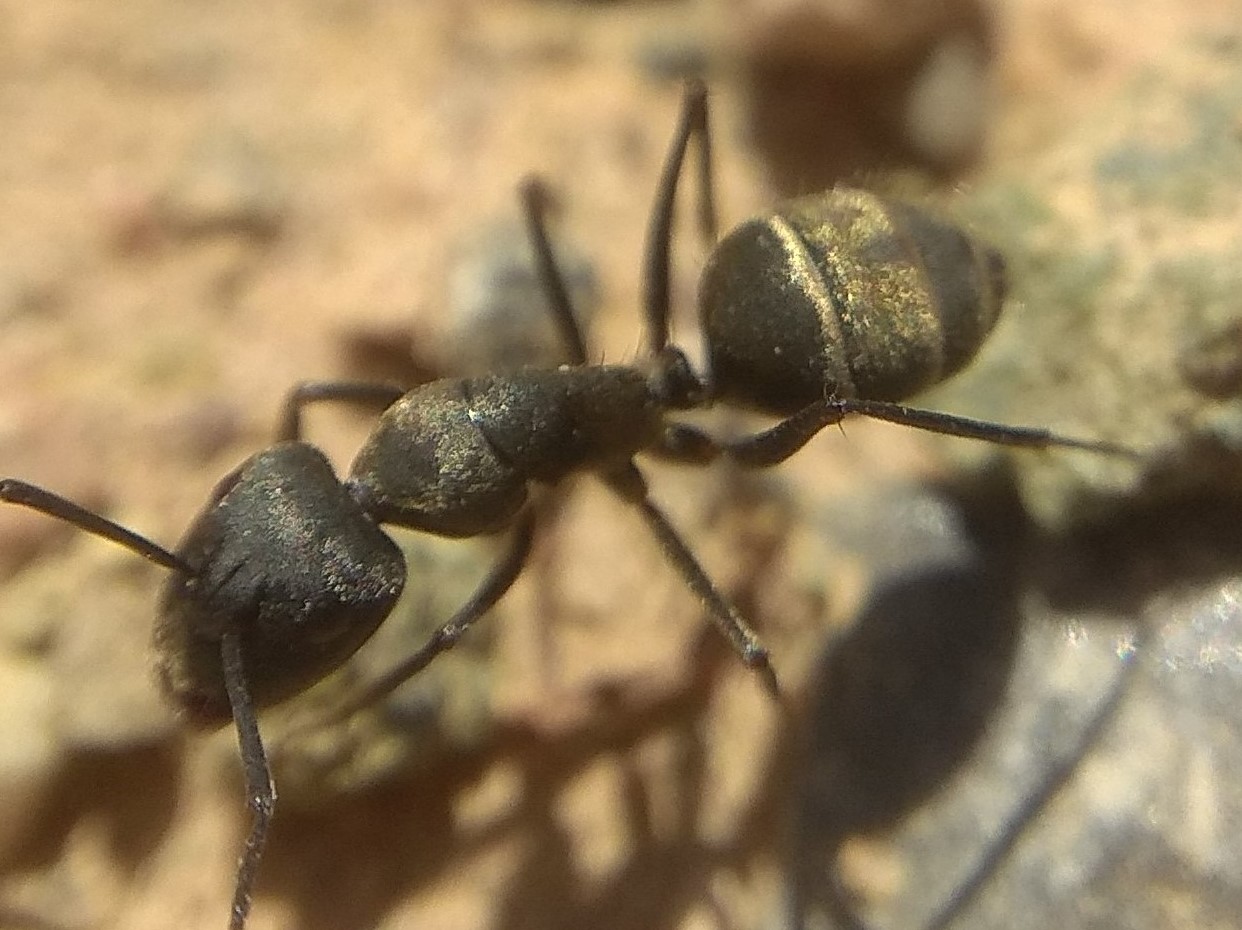 Camponotus