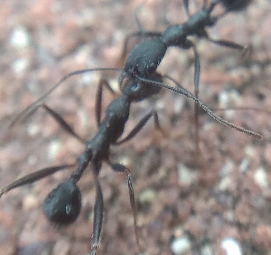 Posible Aphaenogaster Iberica