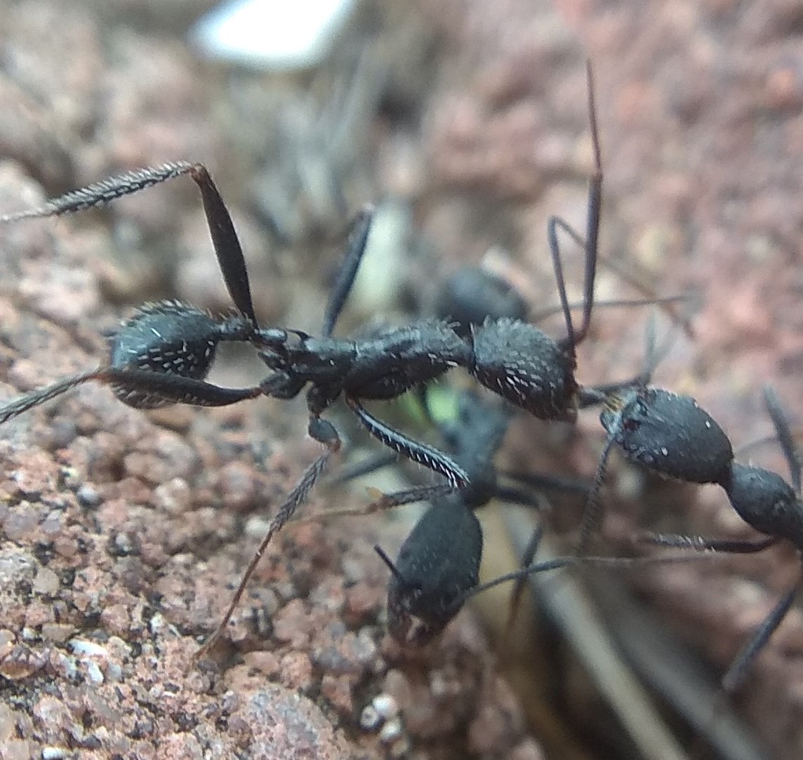Posible Aphaenogaster Iberica