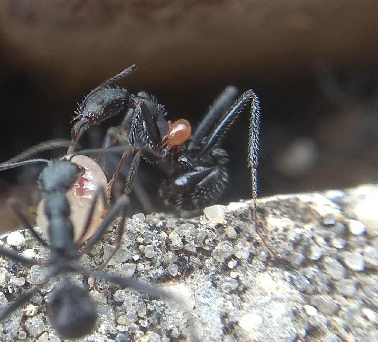 Aphaenogaster sp.