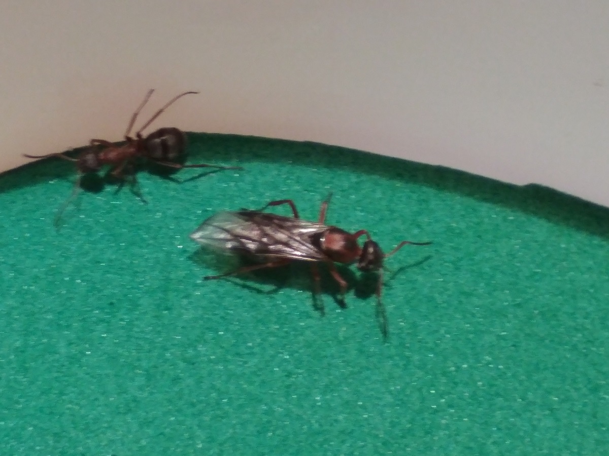 FORMICA05