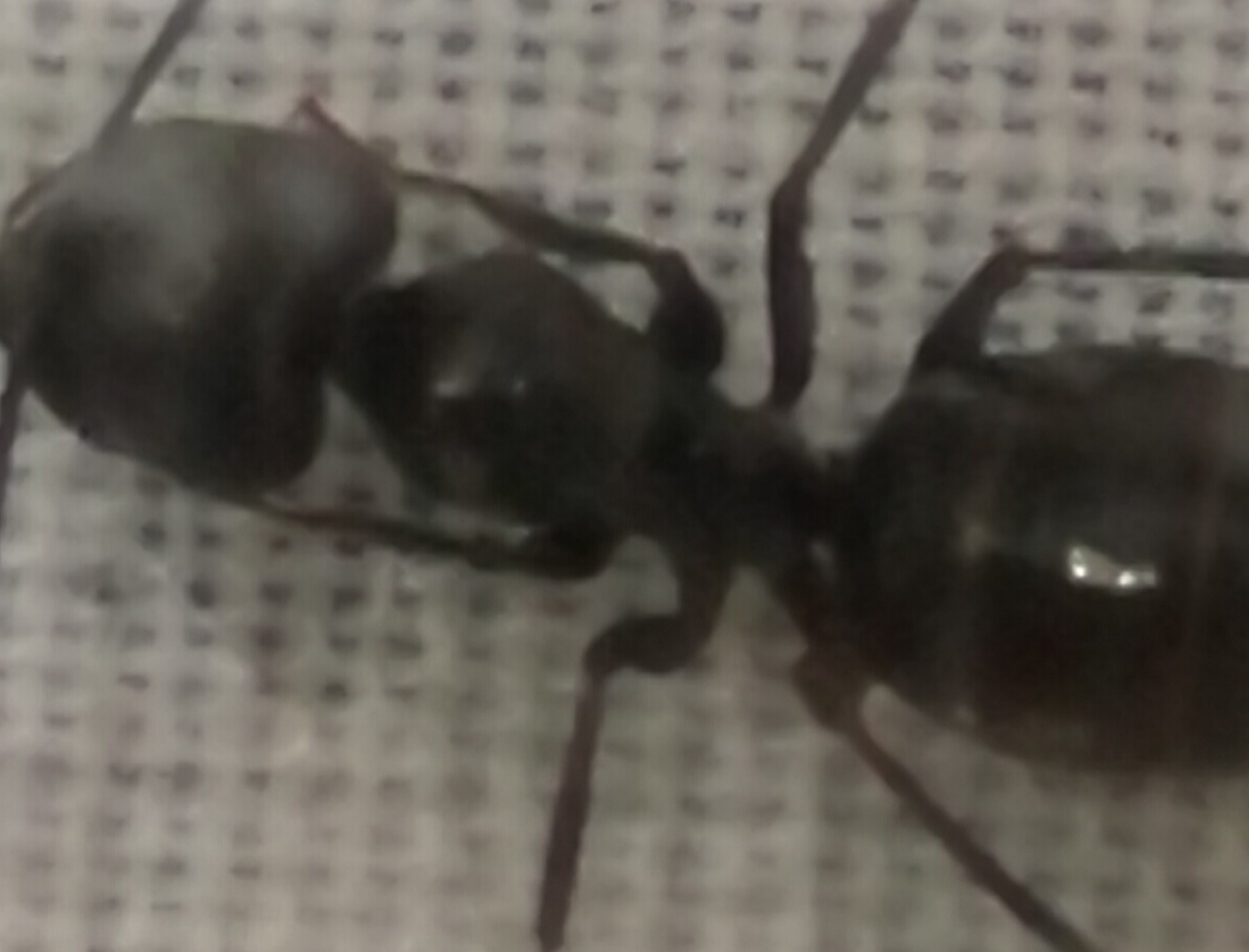 Identificar