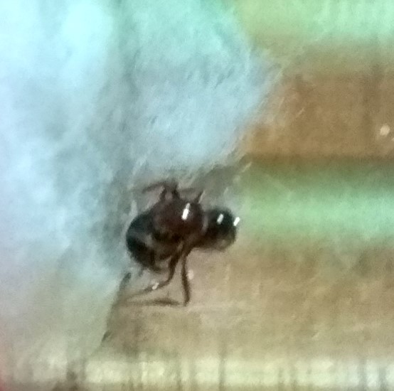 Reina sin identificar