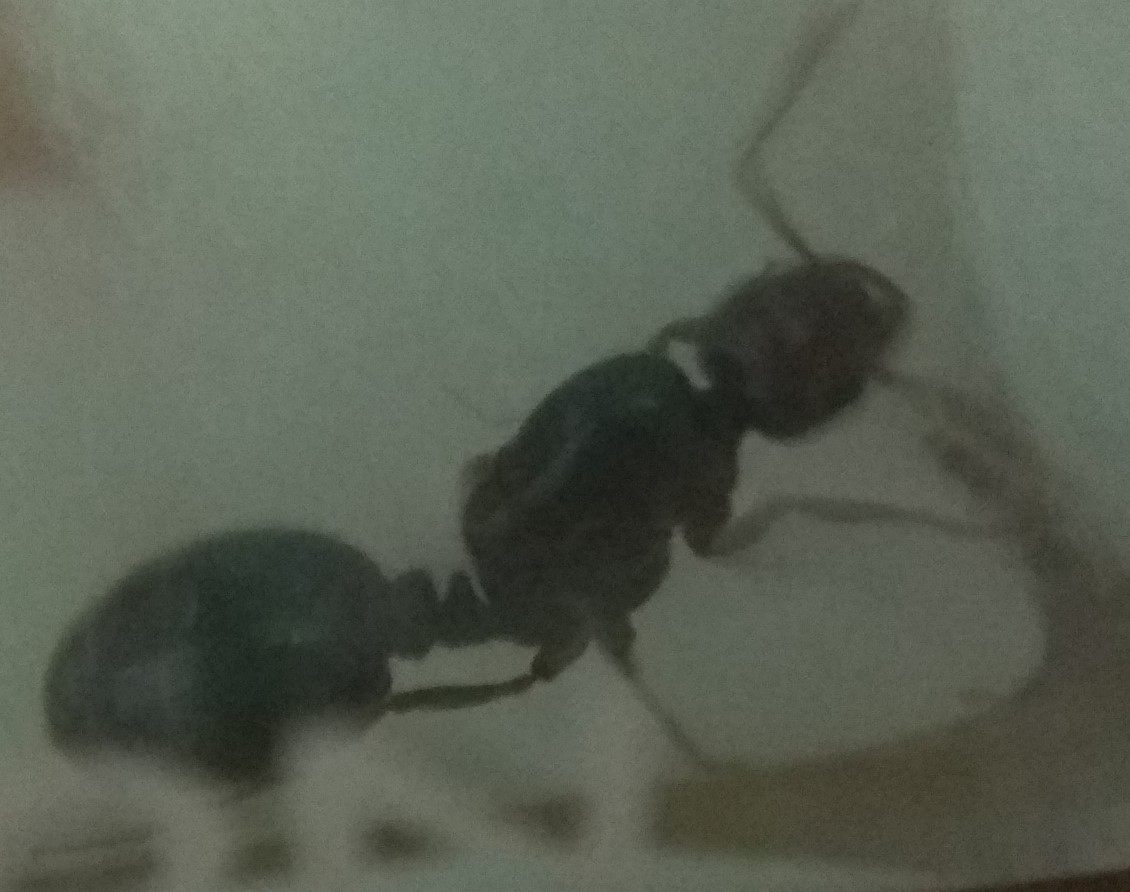 Reina sin identificar