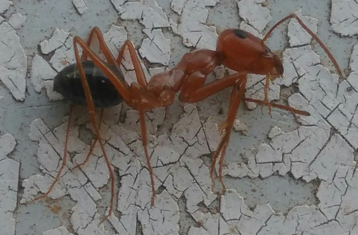Obrera cataglyphis, especie por determinar