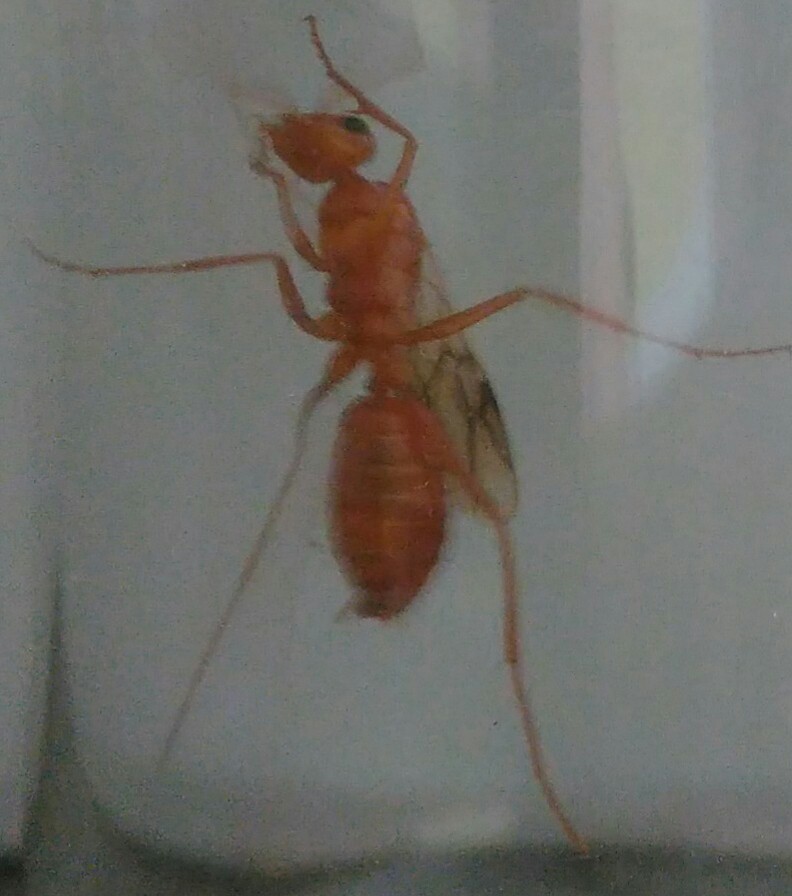Hormiga sin identificar