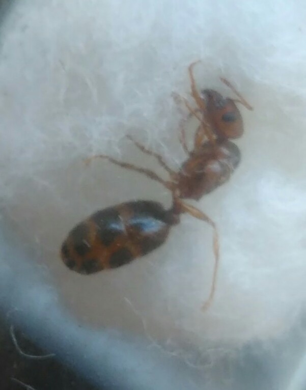 ReinaVuelo13jun18