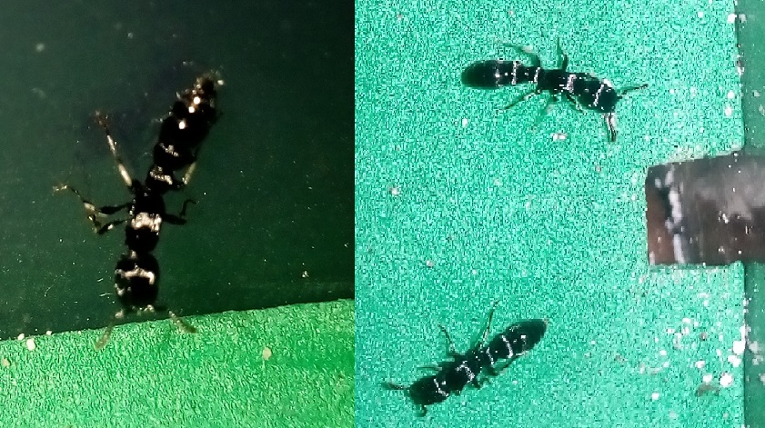 hormiga peru