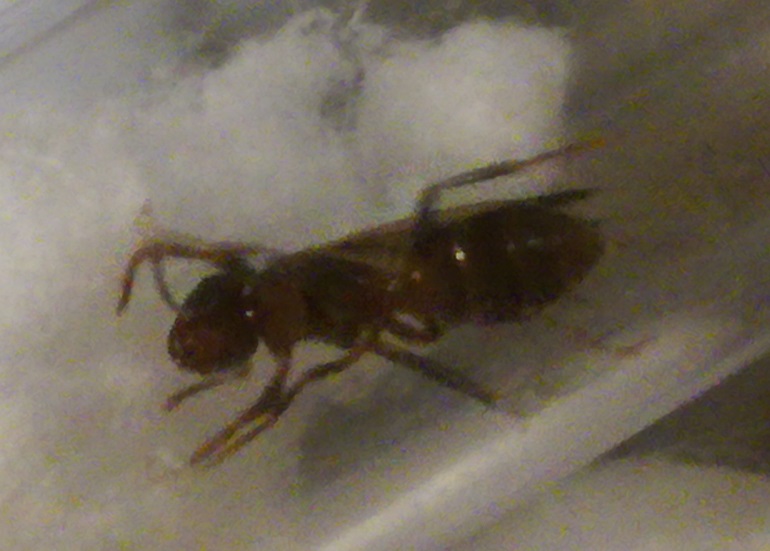 Reina sin identificar