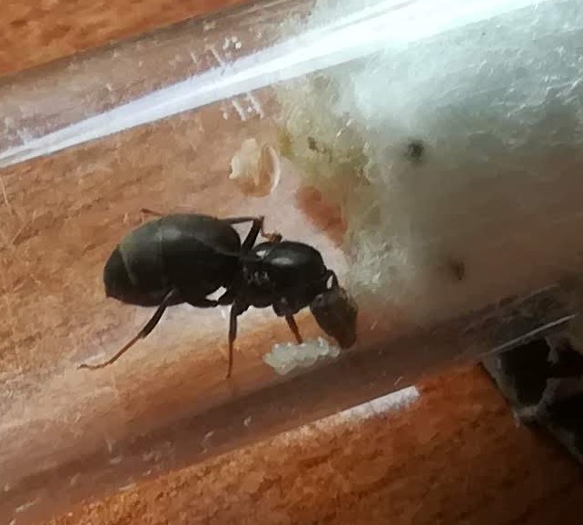 Reina sin identificar
