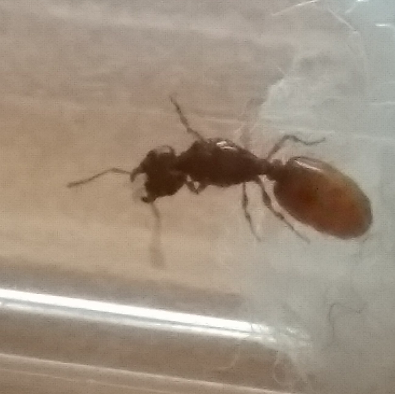 Reina sin identificar