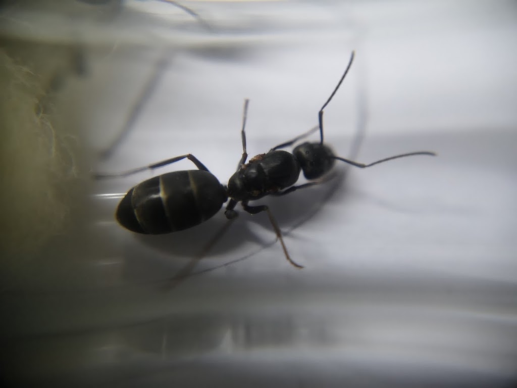 Camponotus