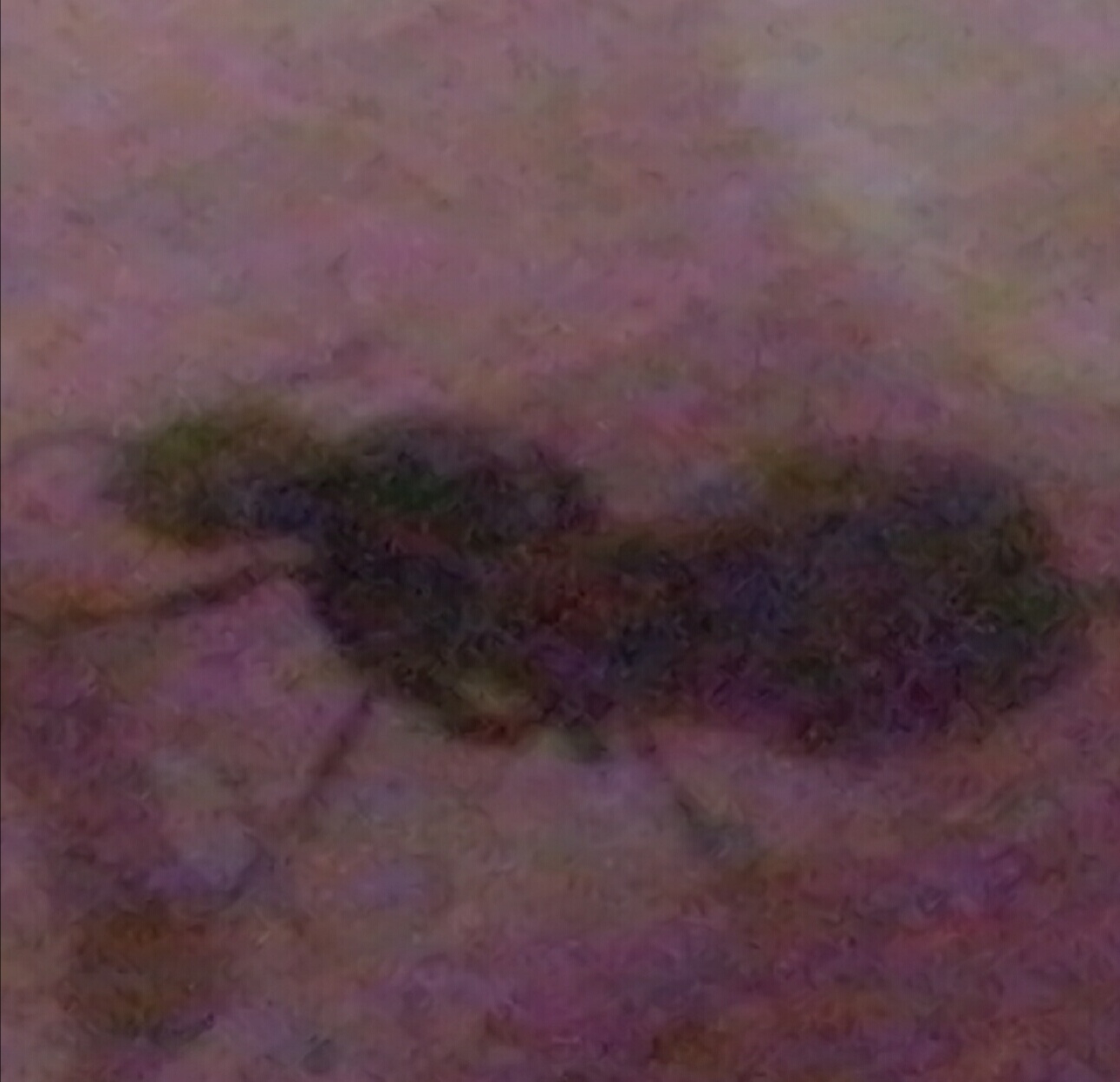 Camponotus
