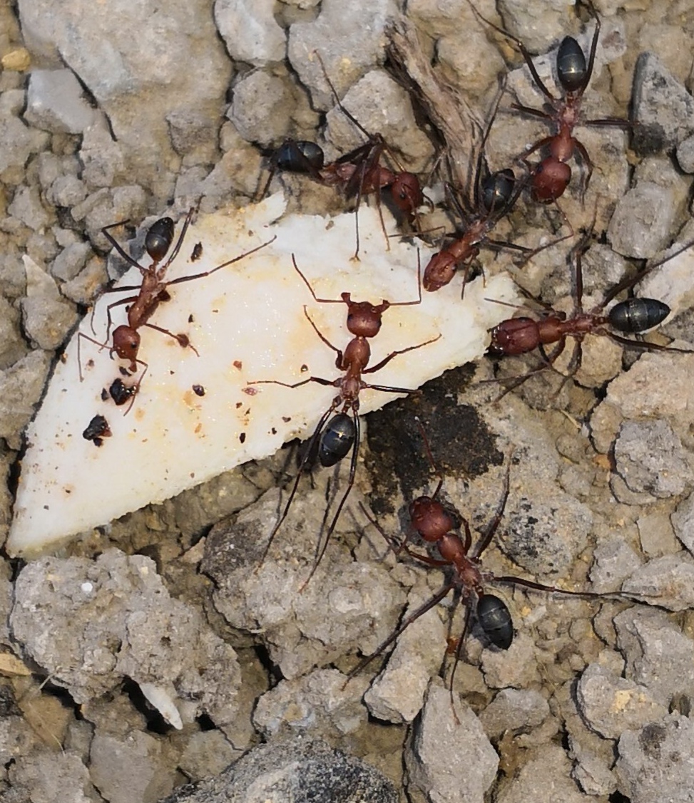 Hormigas sevilla
