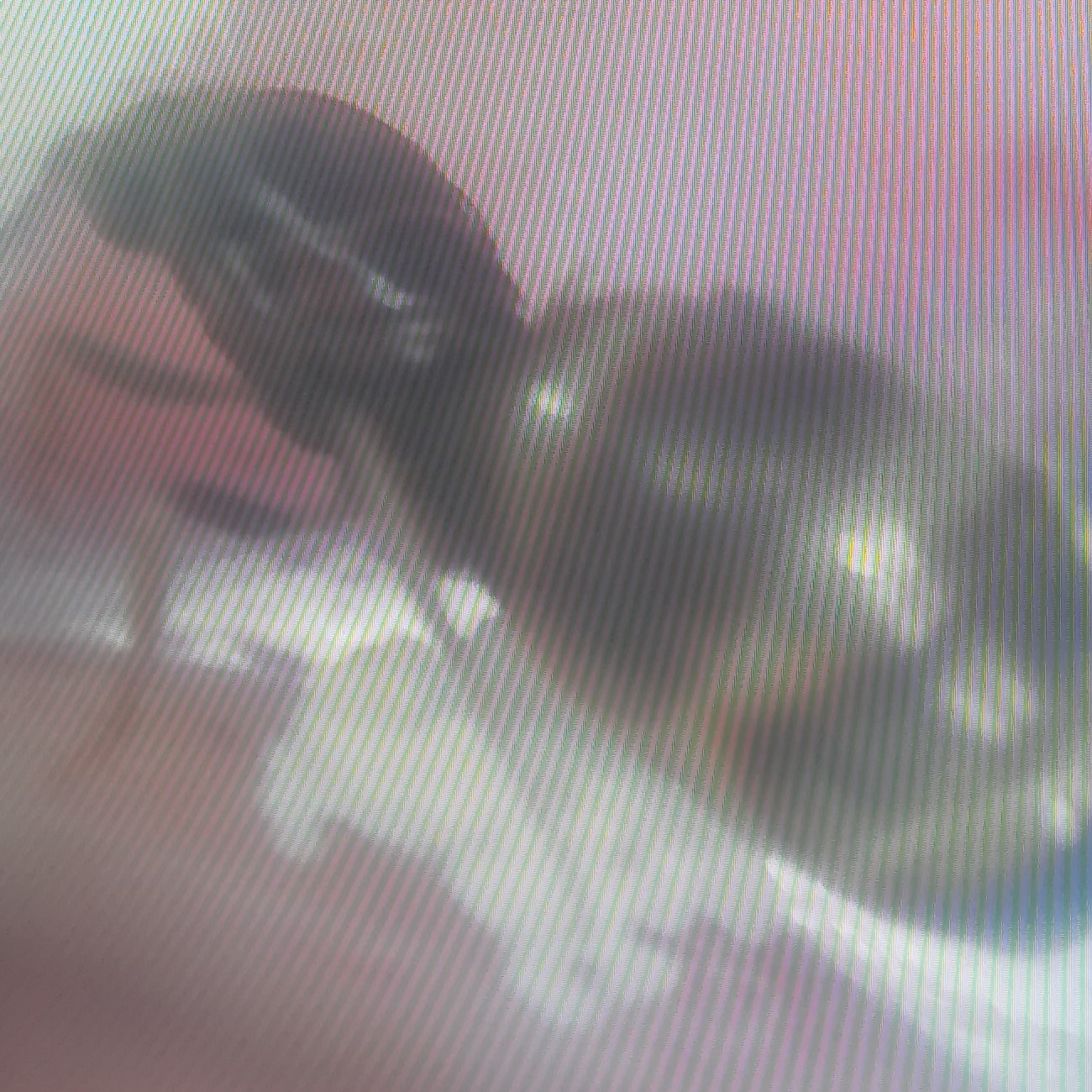 lasius