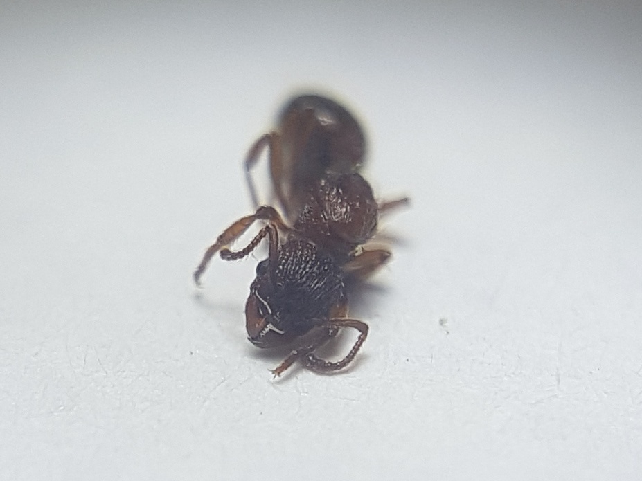 Antena Myrmica2