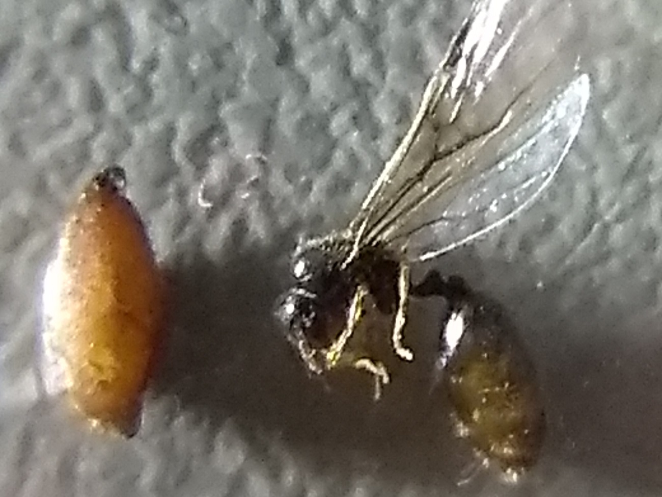 Hormiga repisa2