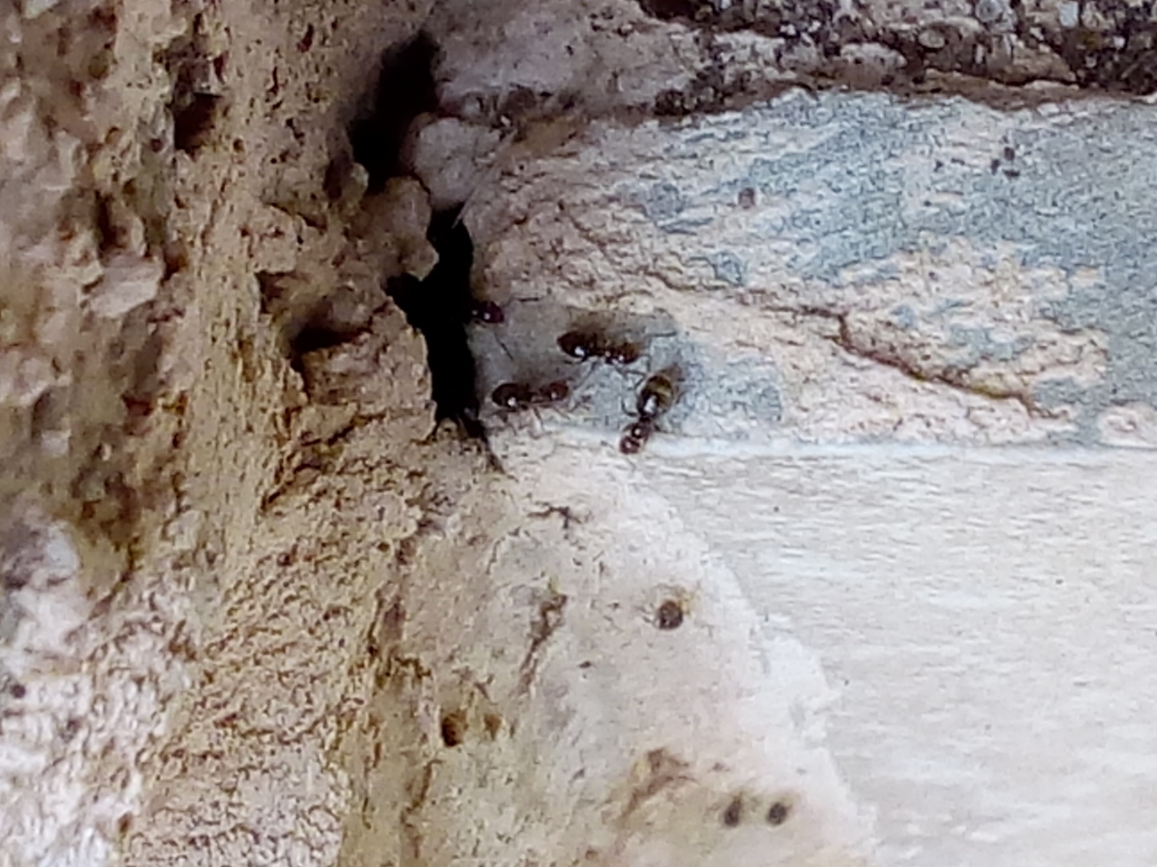 Hormigas peque�as sin edentificar 2